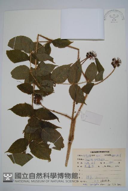 長刺蔥木藏品圖，第1張