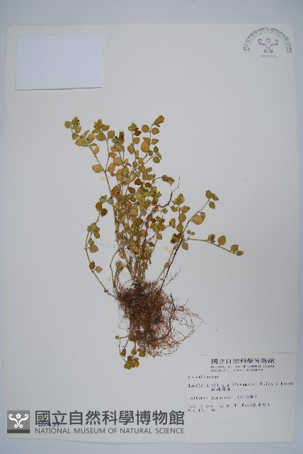 澎湖爵床藏品圖，第1張
