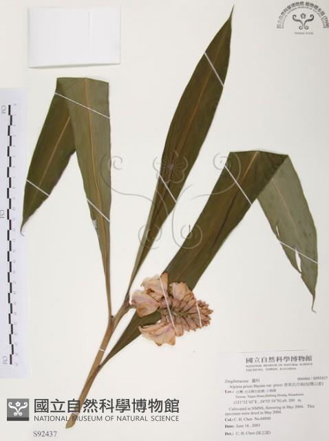 普萊氏月桃、短穗山姜藏品圖，第1張