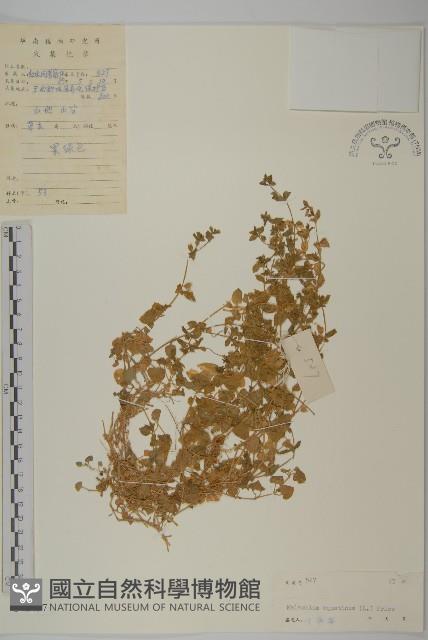 牛繁縷藏品圖，第1張