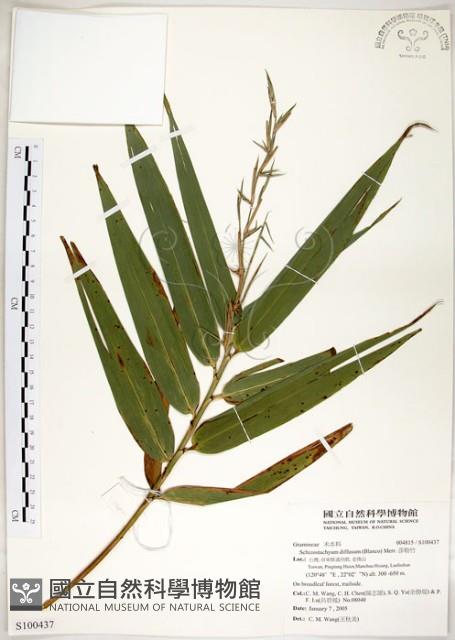 莎勒竹藏品圖，第1張