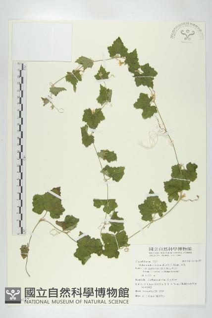 天花藏品圖，第1張