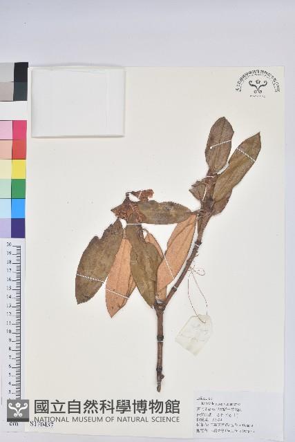 雲南杜鵑藏品圖，第1張