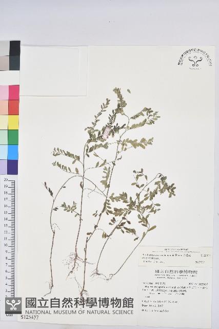 小返魂藏品圖，第1張