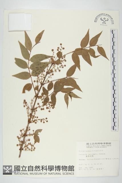 臺灣馬桑藏品圖，第1張