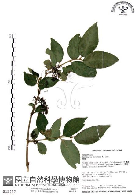 杜虹花，台灣紫珠藏品圖，第1張