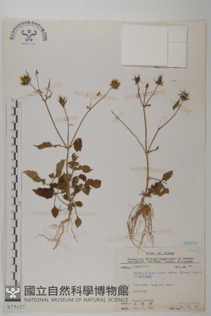 小白花鬼針藏品圖，第1張