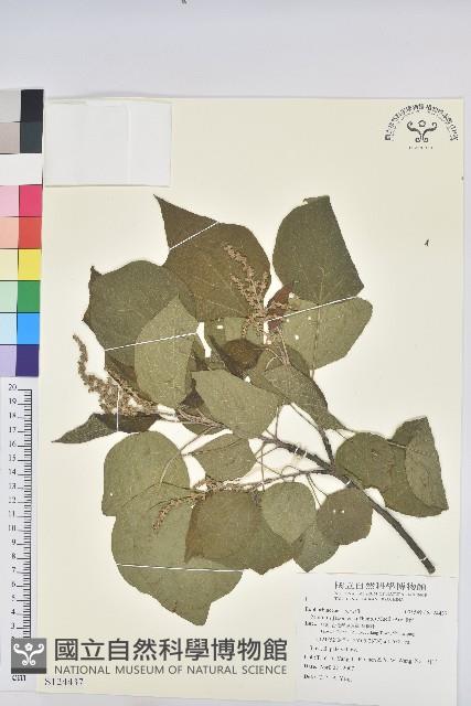 野桐藏品圖，第1張