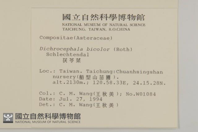 茯苓菜藏品圖，第1張