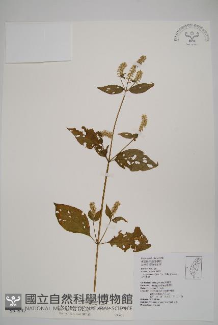 日本牛膝藏品圖，第1張