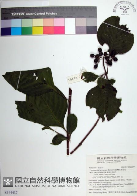 臺灣玉葉金花藏品圖，第1張