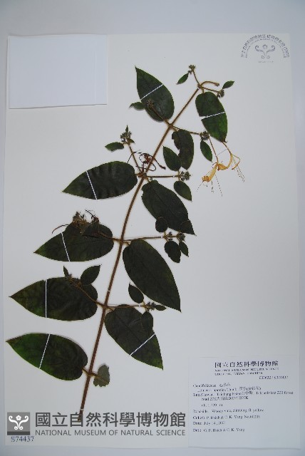 忍冬、金銀花藏品圖，第1張
