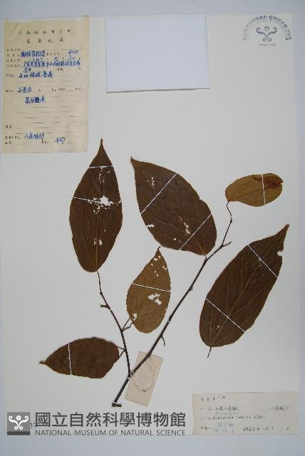 小花八角楓藏品圖，第1張