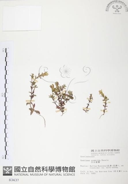 玉山龍膽藏品圖，第1張