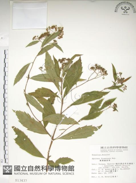 臺灣繡線菊藏品圖，第1張