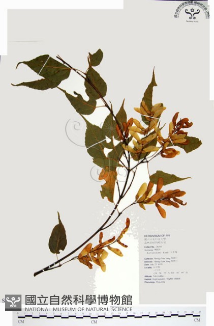 尖葉槭藏品圖，第1張