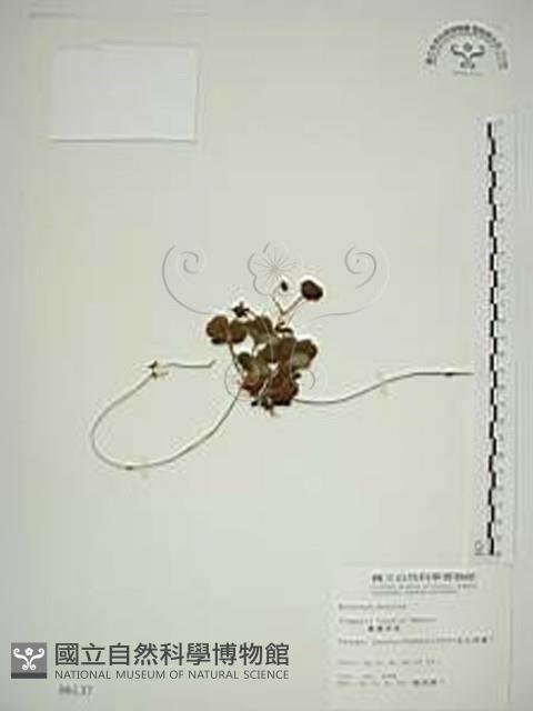 臺灣草莓藏品圖，第1張