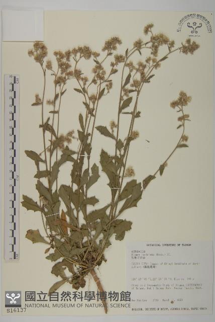 裂葉艾納香藏品圖，第1張