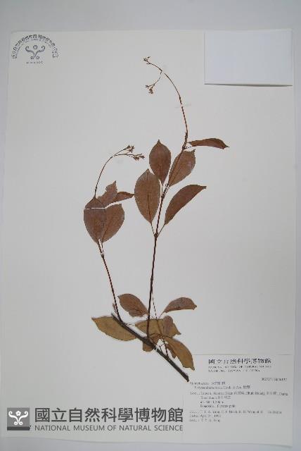 酸藤藏品圖，第1張