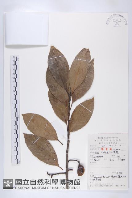 Accession Number:S052137 Collection Image, Figure 1, Total 2 Figures