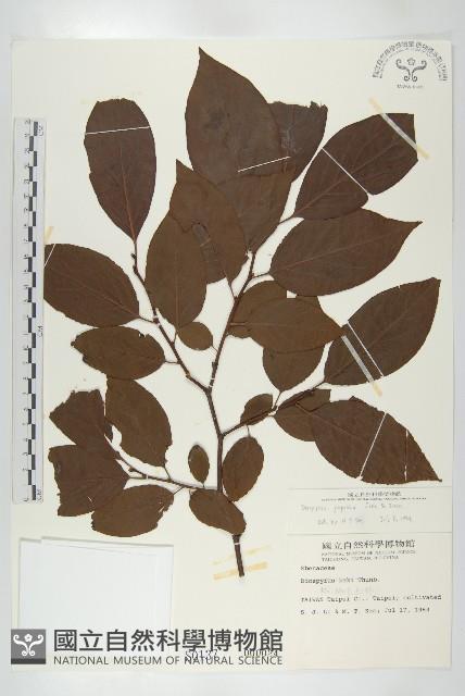 山柿, 山豆柿藏品圖，第1張