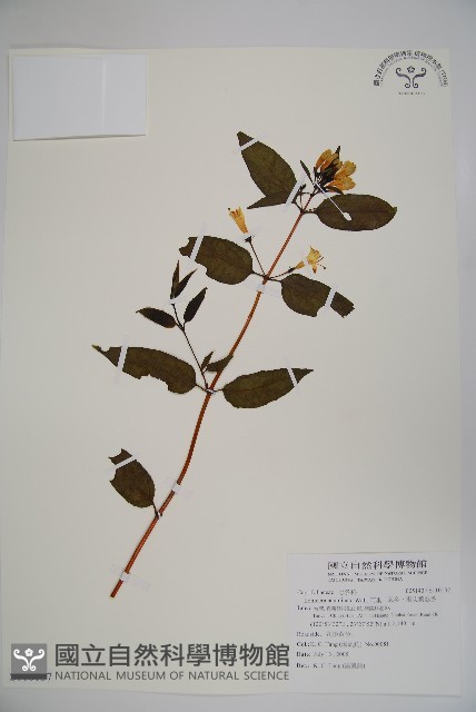 阿里山忍冬、漸尖葉忍冬藏品圖，第1張
