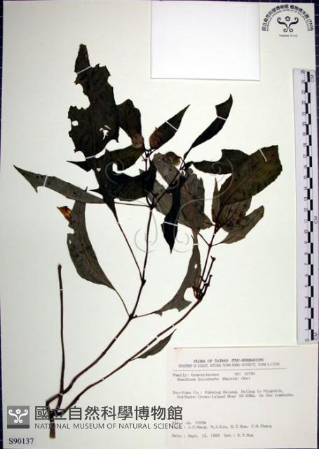 角桐草、台灣半蒴苣苔藏品圖，第1張