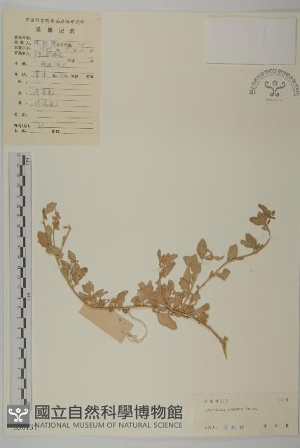 匍匐濱藜藏品圖，第1張