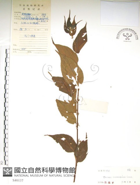 銳葉山黃麻藏品圖，第1張