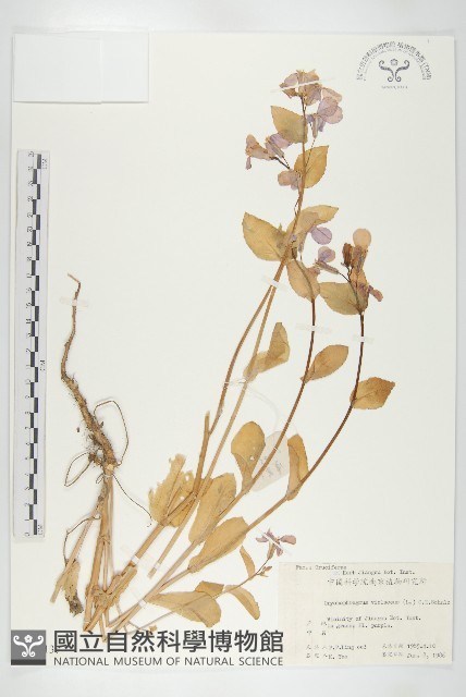 諸葛菜藏品圖，第1張