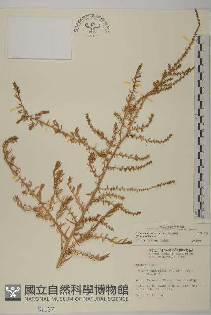 裸花鹼蓬藏品圖，第1張