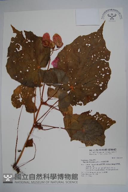 溪頭秋海棠藏品圖，第1張