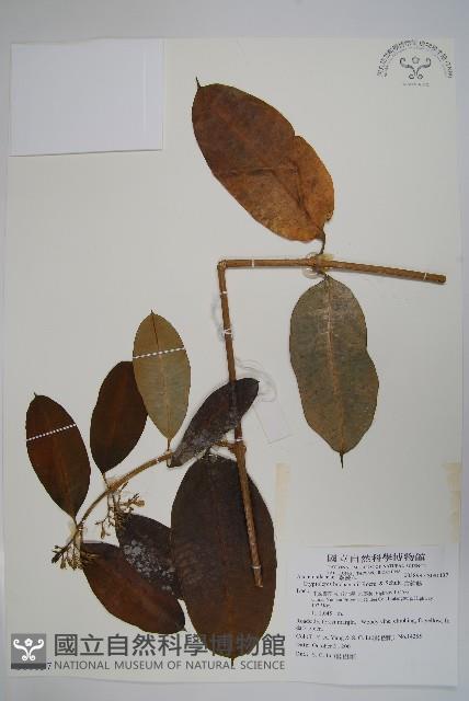 古鉤藤藏品圖，第1張