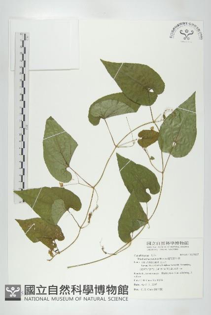 斑花青牛膽藏品圖，第1張