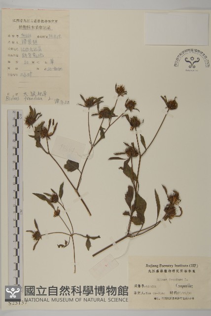 大狼把草藏品圖，第1張