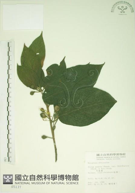 牛乳榕藏品圖，第1張