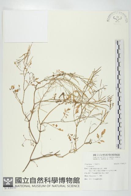 登錄號:S115137藏品圖，第1張