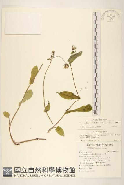 苦滇菜、苦菜藏品圖，第1張