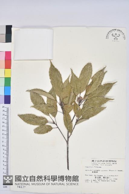 青剛櫟、鐵椆藏品圖，第1張