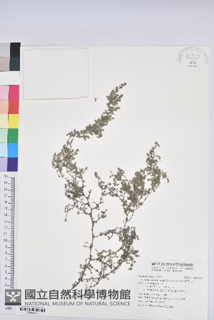 臺西大戟藏品圖，第1張