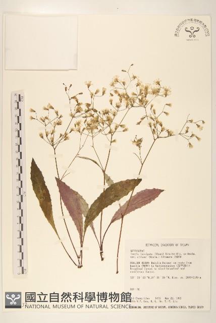 Sward Wound weed Collection Image, Figure 1, Total 2 Figures
