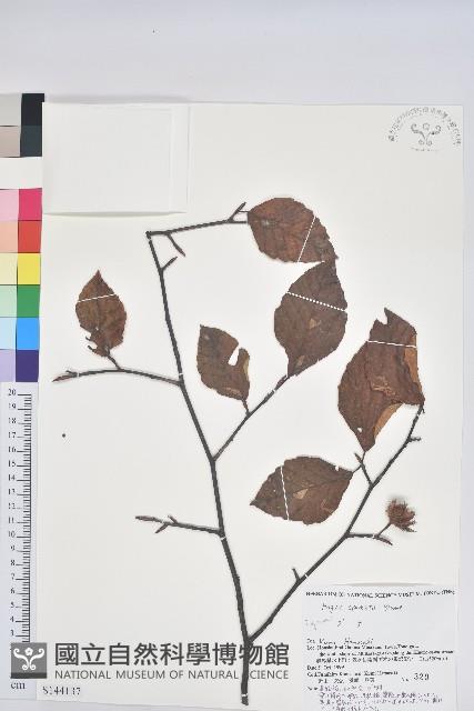 登錄號:S144137藏品圖，第1張