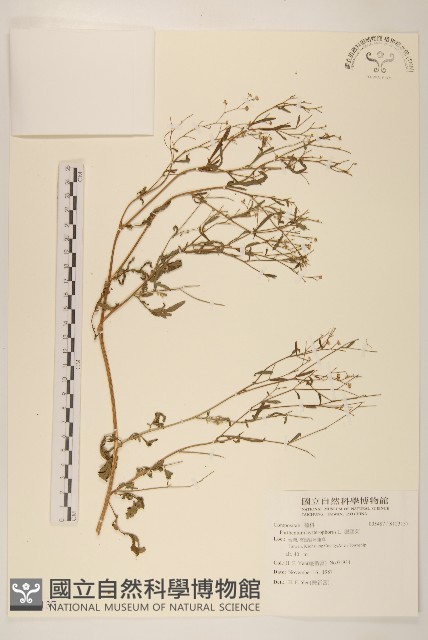 銀膠菊藏品圖，第1張