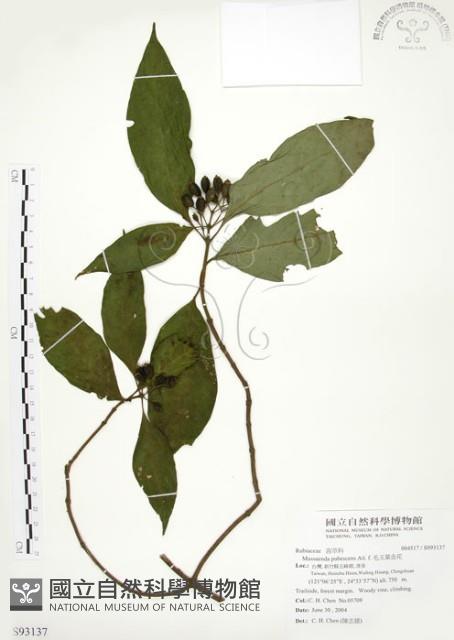 毛玉葉金花藏品圖，第1張