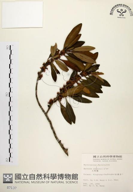 大明橘藏品圖，第1張