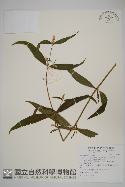 柳葉牛膝藏品圖，第1張