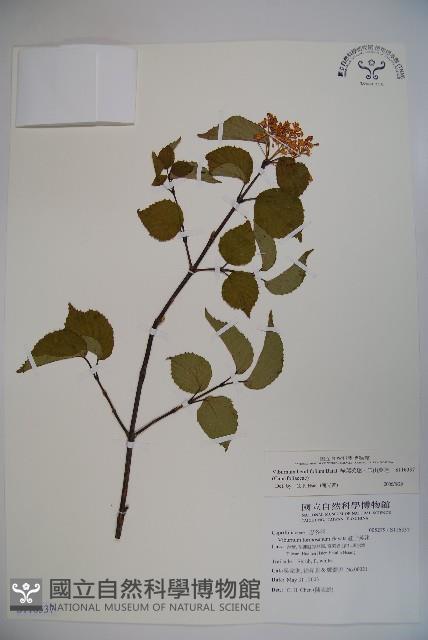 樺葉莢迷、玉山莢迷藏品圖，第1張