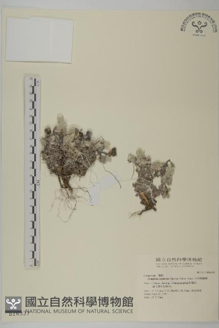 尼泊爾籟簫藏品圖，第1張