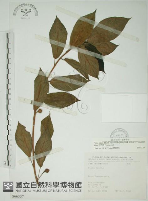 牛乳榕藏品圖，第1張