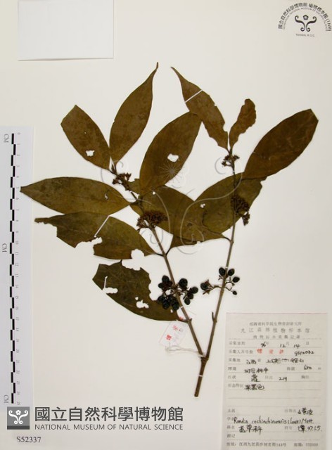 茜草樹藏品圖，第1張
